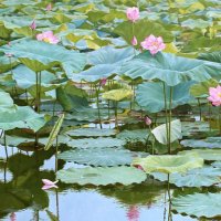le van vinh (@levinh3661) 's Twitter Profile