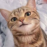 แมวยักษ์ 🐯✨ (@tiger122797) 's Twitter Profile Photo แมวยักษ์ 🐯✨ (@tiger122797) 's Twitter Profile Photo