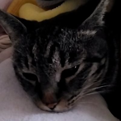 おっちょ🐈UCさんのプロフィール画像