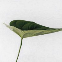 WilfredAgn46637|(Ø,G) (@nghio211) 's Twitter Profile