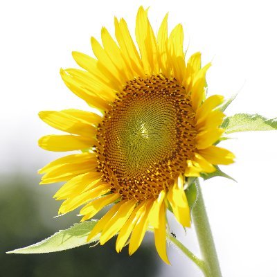 atflute's profile picture. クラシック音楽鑑賞、写真撮影(全東京写真連盟会員/写真掲載申請済)