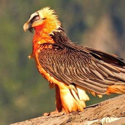 Neptunzg's profile picture. بازگشت به گودرت و چیل