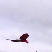 @JARenzullo (@jarenzullo) 's Twitter Profile