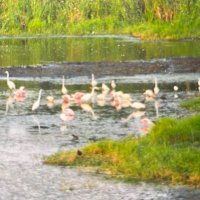 KCJiminDC (@kcjimindc) 's Twitter Profile Photo