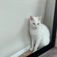 Jaslyn (@jaslyn0405) 's Twitter Profile