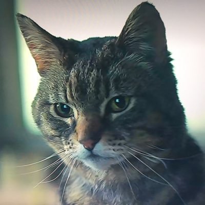 チャンシー𝖕𝖉𝖇さんのプロフィール画像