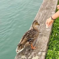 Rashid Khan (@rashidkhan33087) 's Twitter Profile