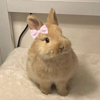 Haifa🐇 (@haifa10x) Twitter profile photo