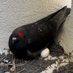 NOT BLACK BIRD ON SOL (@nblackbsol) Twitter profile photo NOT BLACK BIRD ON SOL (@nblackbsol) Twitter profile photo
