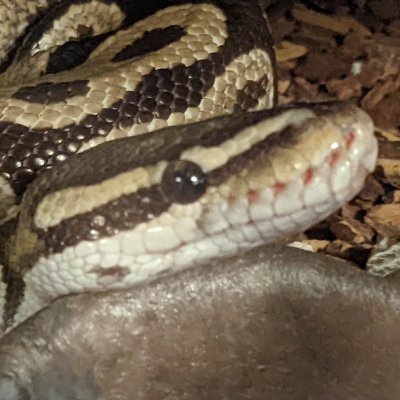 Hello, I like the sneks, all the sneks. 🐍
22 | He/Him | Autistic | Ball Python owner 🐍