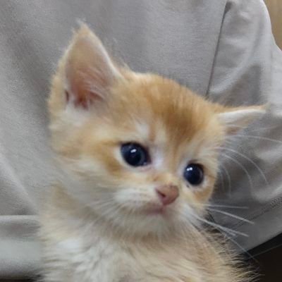 howareyoubbbbbe's profile picture. 模型鉄
from 香港 
852