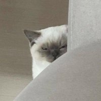 ออ.🧸ྀིྀི (@allyouagain) 's Twitter Profile