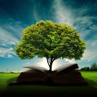 Tree (@tree81945) 's Twitter Profile
