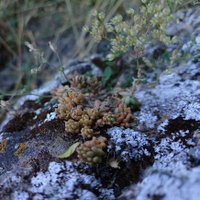 ひゅうひゅう＠耐性株 (@sciencehyuhyu) 's Twitter Profile Photo