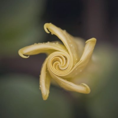 Biommicry200's profile picture. It's an Idea Lab for those who enjoy discovering nature's solutions to challenges, and then applying them to solve our problems more efficiently.