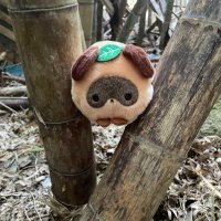 ひなた🦝レックスゲストスッタフ®️ひなハレ交流会inさぁるーむ🐶6/8（日） (@sakekomousou) 's Twitter Profile Photo