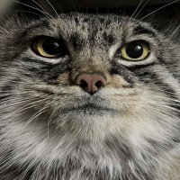 Furrota🇮🇱🇺🇦🇪🇭🏴☠️ (@foxyttk) 's Twitter Profile