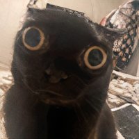 Specz (@specznft) 's Twitter Profile