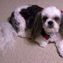 Jenny Anthony - @mybuttonsgirl - Twitter