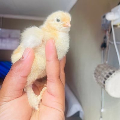 Rora_Tau's profile picture. Farmer 🐖🐄🐏🐓🐂