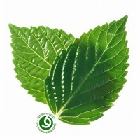 EcoChicWild (@wild4ecofash) 's Twitter Profile