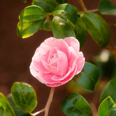 Elusive_Yeti's profile picture. 💯