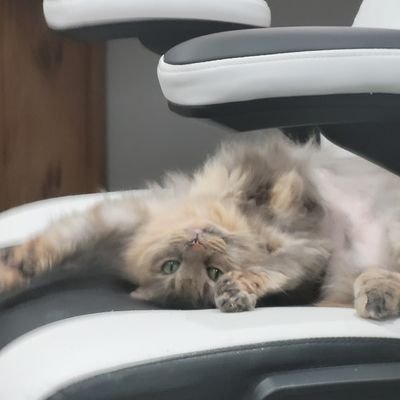 dacatprivate's profile picture. Random thoughts and options on stuff cuz..safer place D: nope nuh uh no longer trans 😓