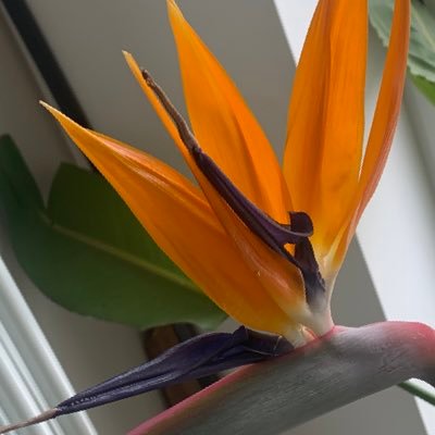 thisisaj13's profile picture. 