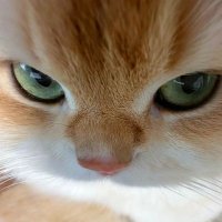 sangoli (@ssannr7) 's Twitter Profile