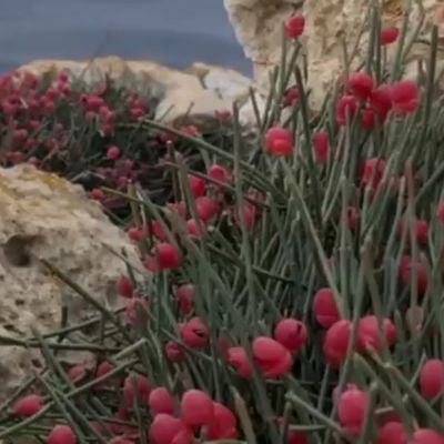 POTUSResurgence's profile picture. iranian people haven't a normal life