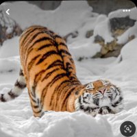 The Tigress 🐯 (@progresstigress) 's Twitter Profile