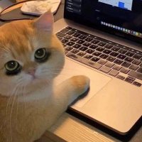 pennsatucky (@bigbanhmi) 's Twitter Profile