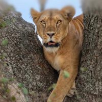Aሮን (@aaronberhan) 's Twitter Profile