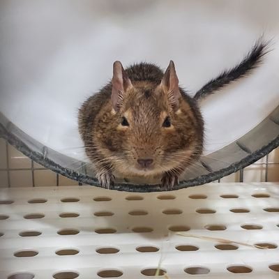 W3O8PmRINz50507's profile picture. デグーを愛するアカウントです🐭
2023.7うまれデグたんです🐭
あんまり更新しないけどめちゃくちゃみてます
無言フォロー失礼します🙇‍♀️