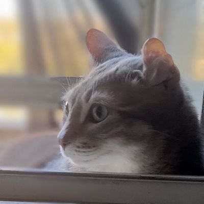 dylsan2401's profile picture. Child of God ✝️ Swiftie ✨ Mendes Army 🎸Belieber 🎤