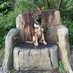 DC_Police Dogs ( Puppy Development Program) (@dc_policedogs) Twitter profile photo DC_Police Dogs ( Puppy Development Program) (@dc_policedogs) Twitter profile photo
