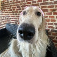 sash (@sashgmi) 's Twitter Profile