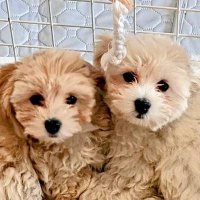 柴田裕介💙🐶🐶 (@ponishimata) 's Twitter Profile Photo 柴田裕介💙🐶🐶 (@ponishimata) 's Twitter Profile Photo