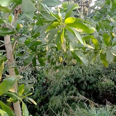 HoopCongo's profile picture. Organisation non gouvernementale