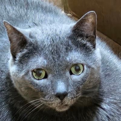 Let's MAGA❣️●Forever⚡️Pathead ● I miss Keith's animal videos●🚫DM ●I used to think 💩was a Hershey's Kiss●2A●😸🐾●✝️●🇮🇱●UA🐘&AU🦅●🇺🇸