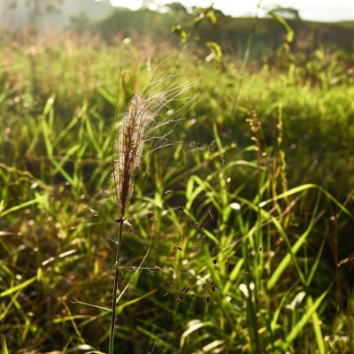 🌱 Soil Health Enthusiast, Leading Restoration Efforts. 🌍 #SaveSoil #EarthGuardian