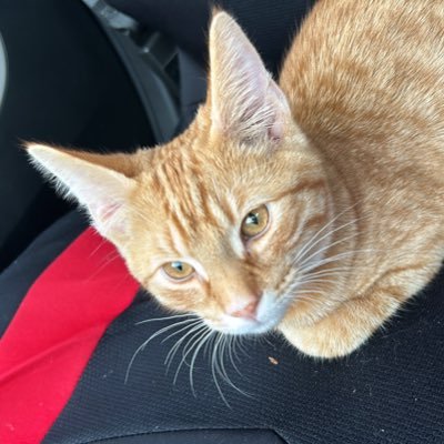 DDjouki's profile picture. 