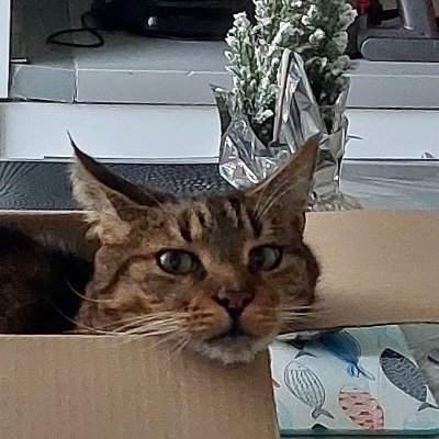 KaEros1948's profile picture. Forza inter
Compte perso💙🖤