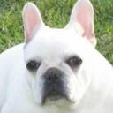 Rita Kirkpatrick - @dogmama_ - Twitter