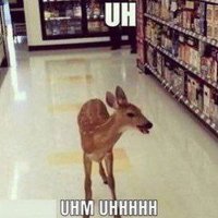 Deer in Places they Shouldn't Be (@deershouldnt) 's Twitter Profile
