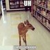 Deer in Places they Shouldn't Be (@deershouldnt) Twitter profile photo Deer in Places they Shouldn't Be (@deershouldnt) Twitter profile photo