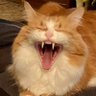 sjasis's profile picture. Ret.librarian/branch mgr.  Love cats, travel, photography. I support animals, wildlife, nature, human rights, democracy. #VoteBlue  #Zazzle.  NO DMs