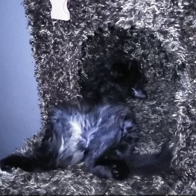 Prophit_Peryah's profile picture. 