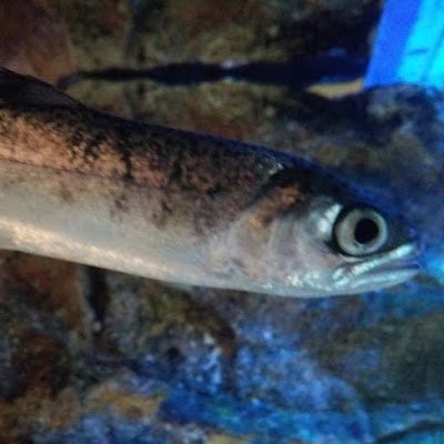 Kd2qFmujEO31893's profile picture. 