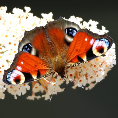 Exploring the natural world from boyhood, photographing #nature & #wildlife for 40+ years. Here to share images, info, insights, conservation messages & humour.